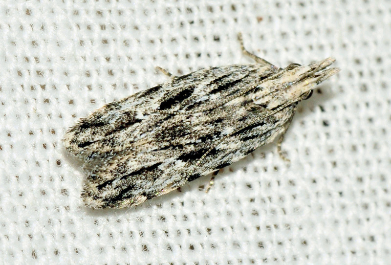 7 Gelechiidae - Anarsia lineatella